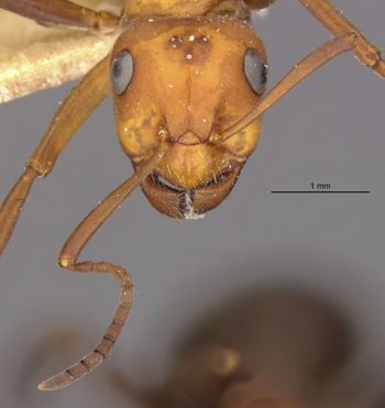 Media type: image;   Entomology 8882 Aspect: hefa